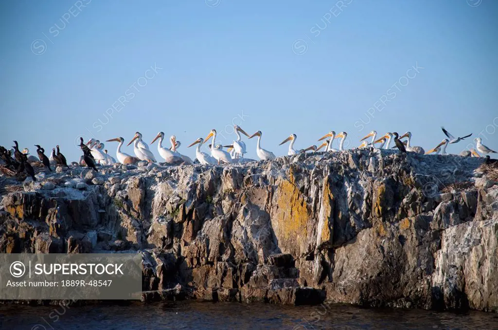 Seagulls perched on rock, Kenora, Ontario, Canada
