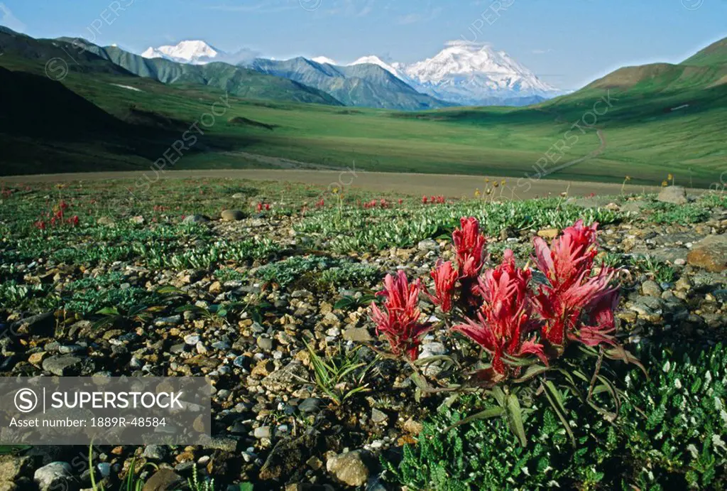 Tundra flowers with Mount McKinley in the background