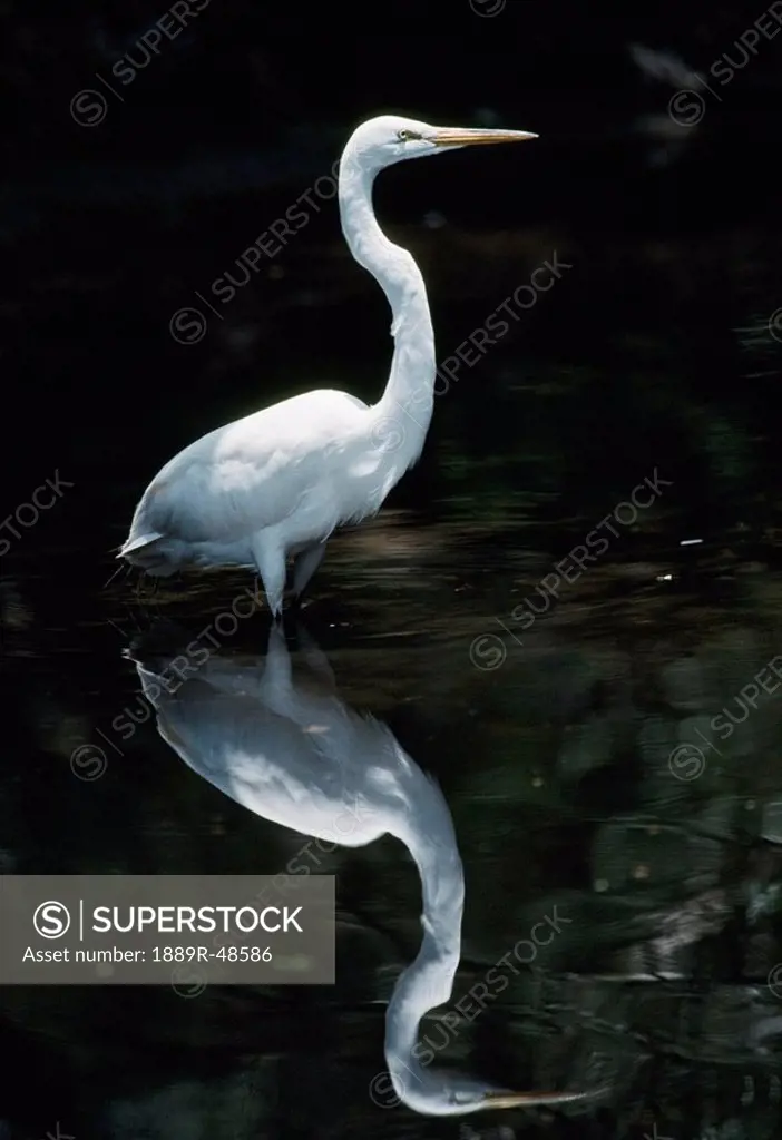 Great egret Casmerodius albus reflected in pond