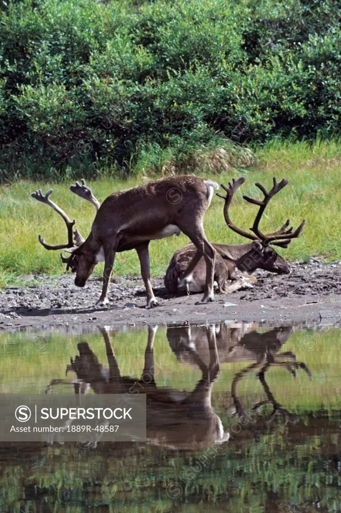Caribou bulls Rangifer tarandus with velvet antlers, next to pond with reflection