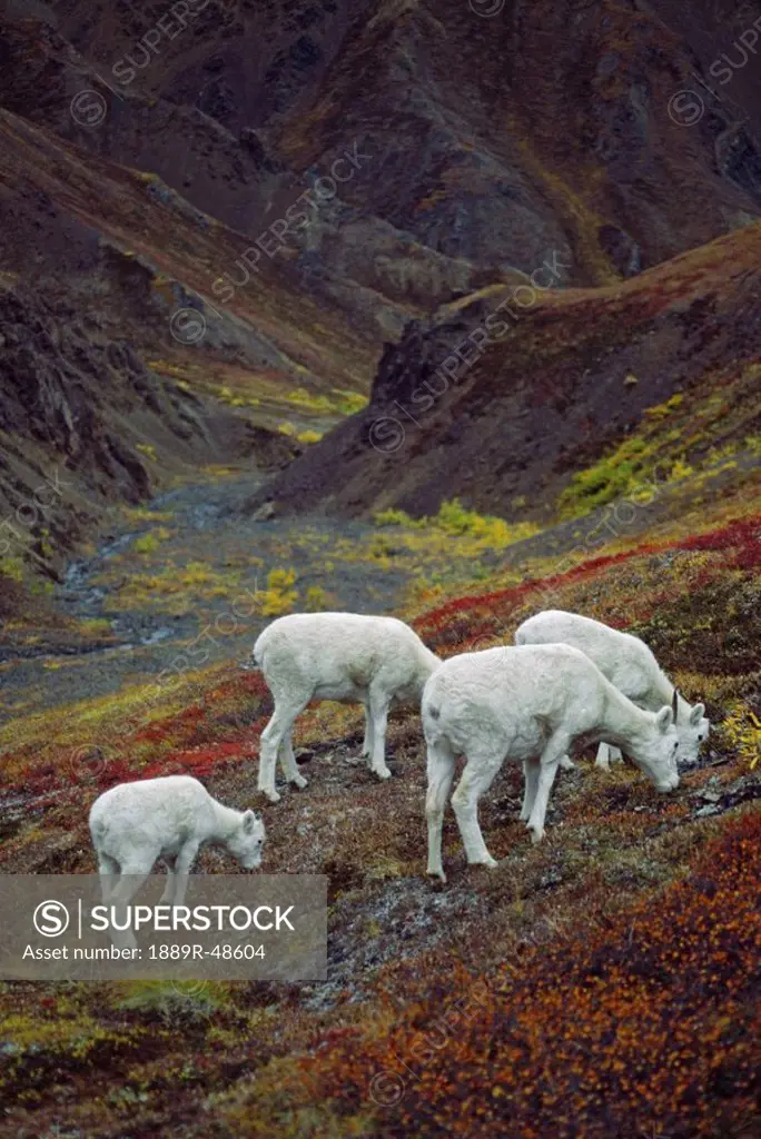 Dall sheep Orvis dalli, ewes with lambs