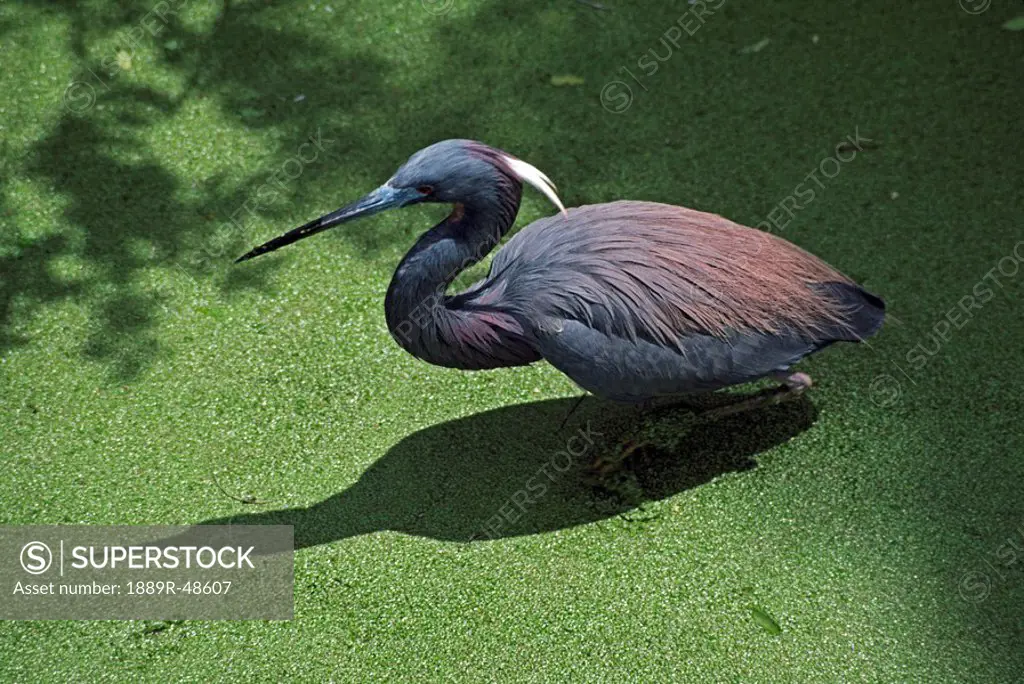 Tricolored heron Egretta tricolor wading in duckweed coverd pond