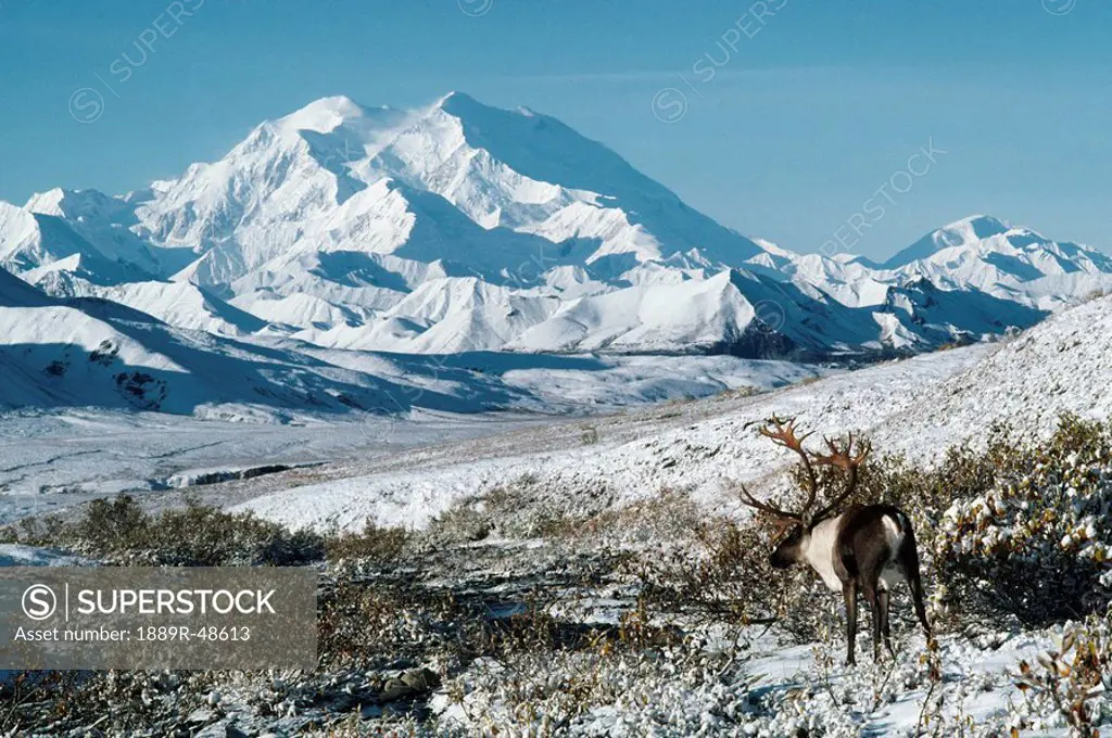 Caribou Rangifer tarandus, Mount McKinley, Denali National Park, Alaska