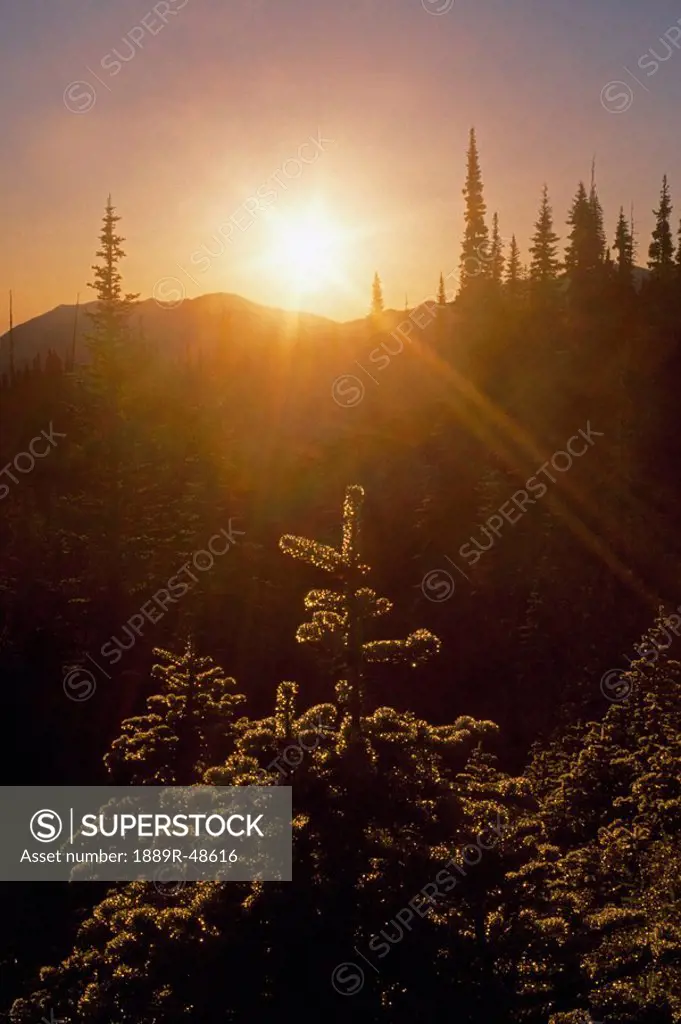 Sunburst over fir trees, Olympic Mountains, Washington, USA
