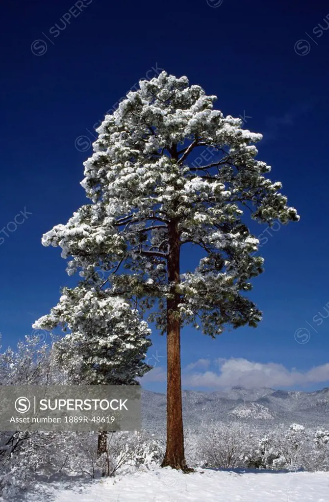 Fresh snow on ponderosa pine Pinus Ponderosa