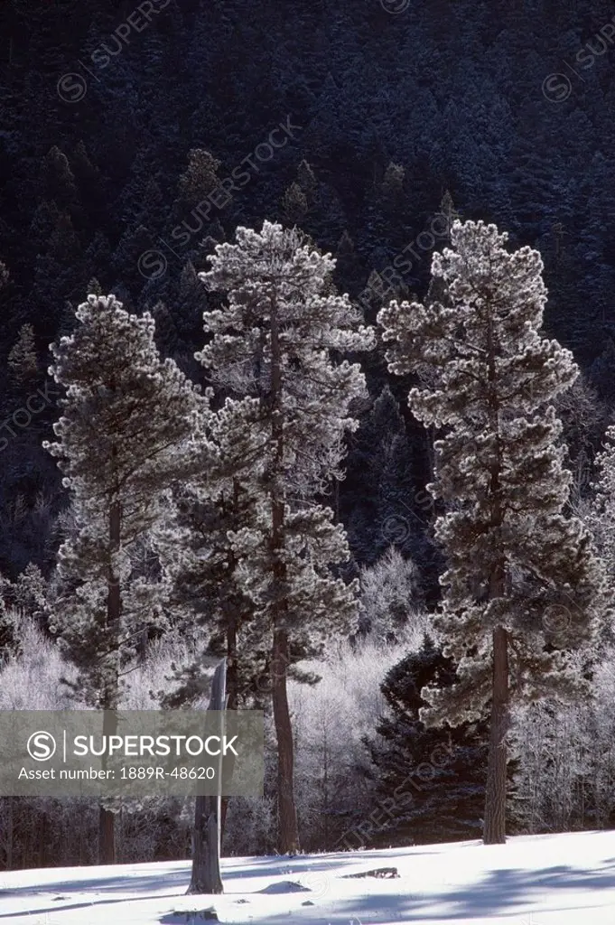 Frost on ponderosa pines Pinus ponderosa, Jamez Mountains, New Mexico, USA