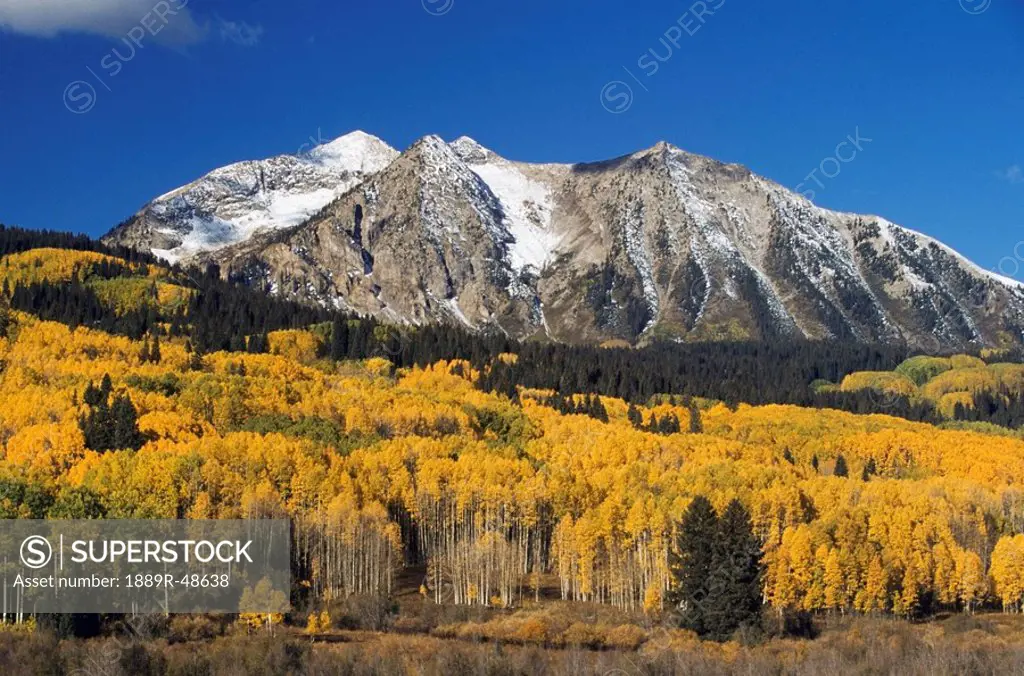 Aspen trees in autumn, Rocky Mountains, Colorado, USA