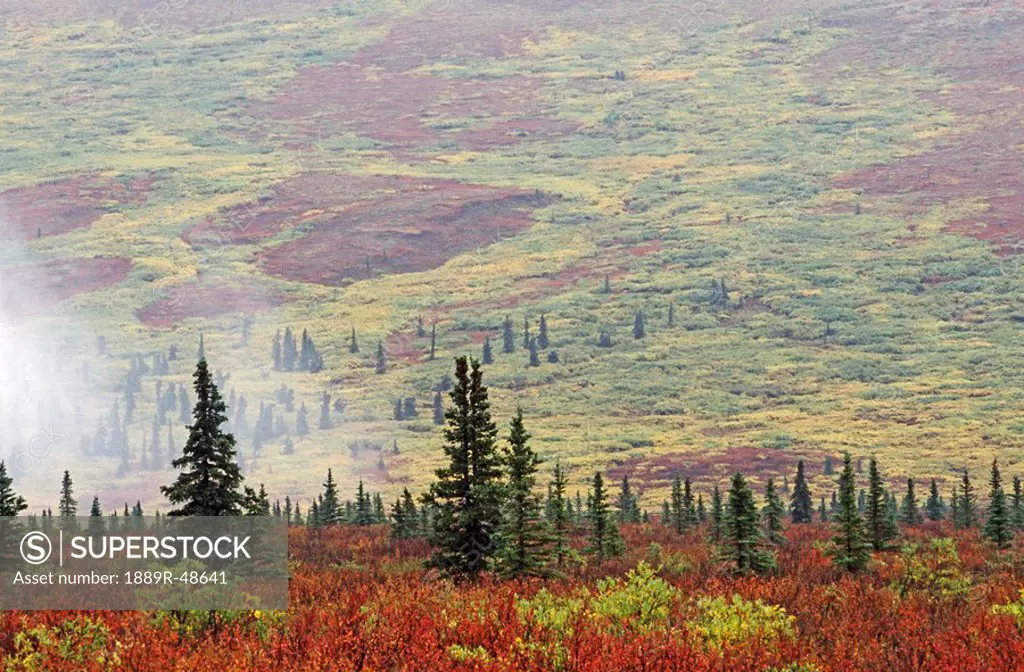 Tundra in autumn color