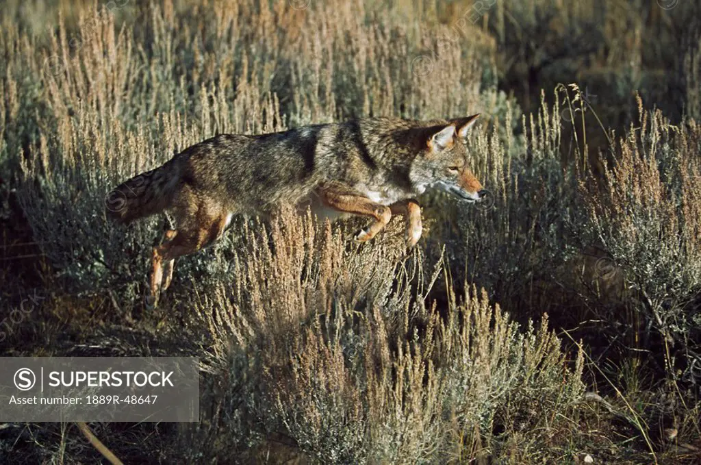 Coyote Canis latrans leaping of vegetation
