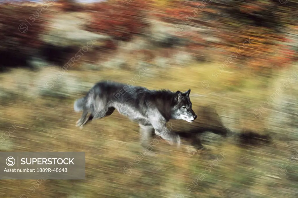 Black wolf Canis lupus