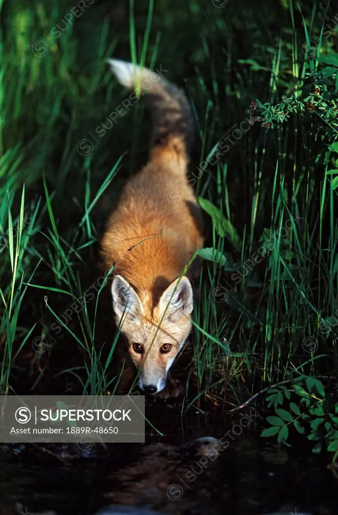 Young red fox Vulpes vulpes at stream edge