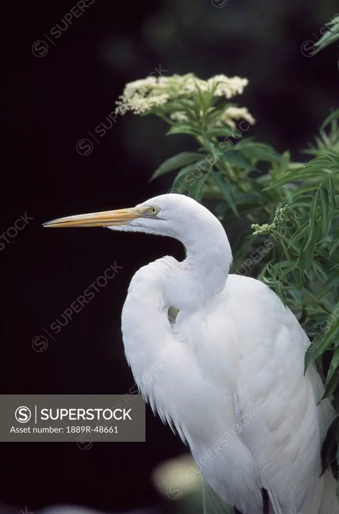 Profile of great egret