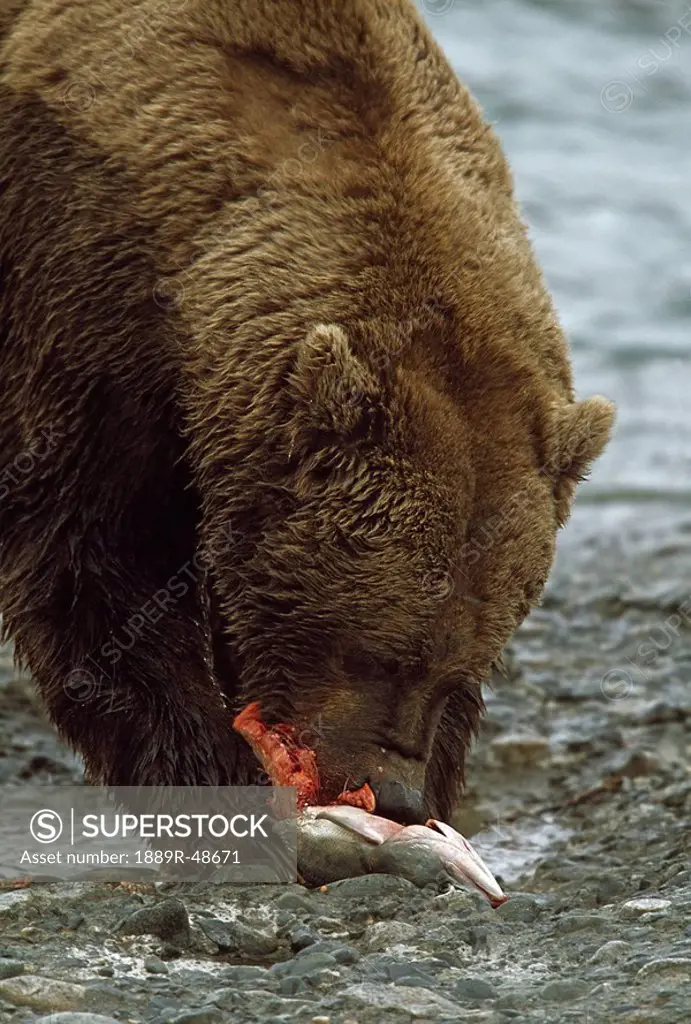 Alaskan brown bear eating salmon at edge of river, Alaska, USA