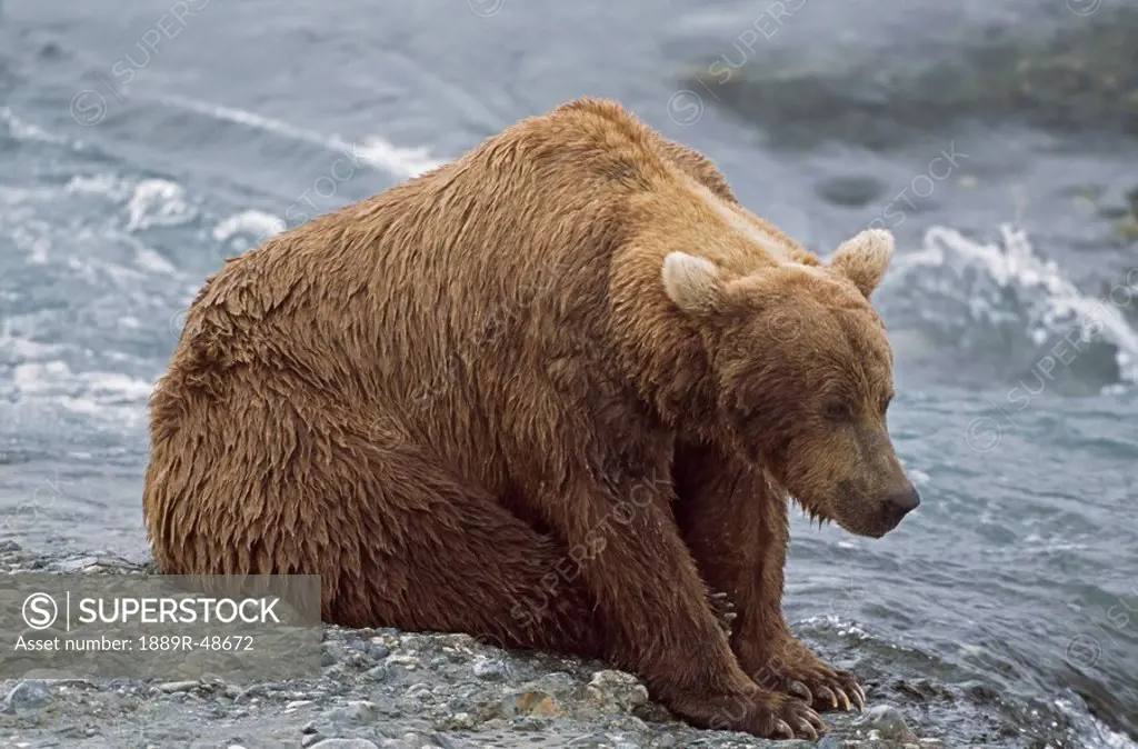 Wet Alaskan brown bear has dejected appearance as it rests at edge of river, Alaska, USA