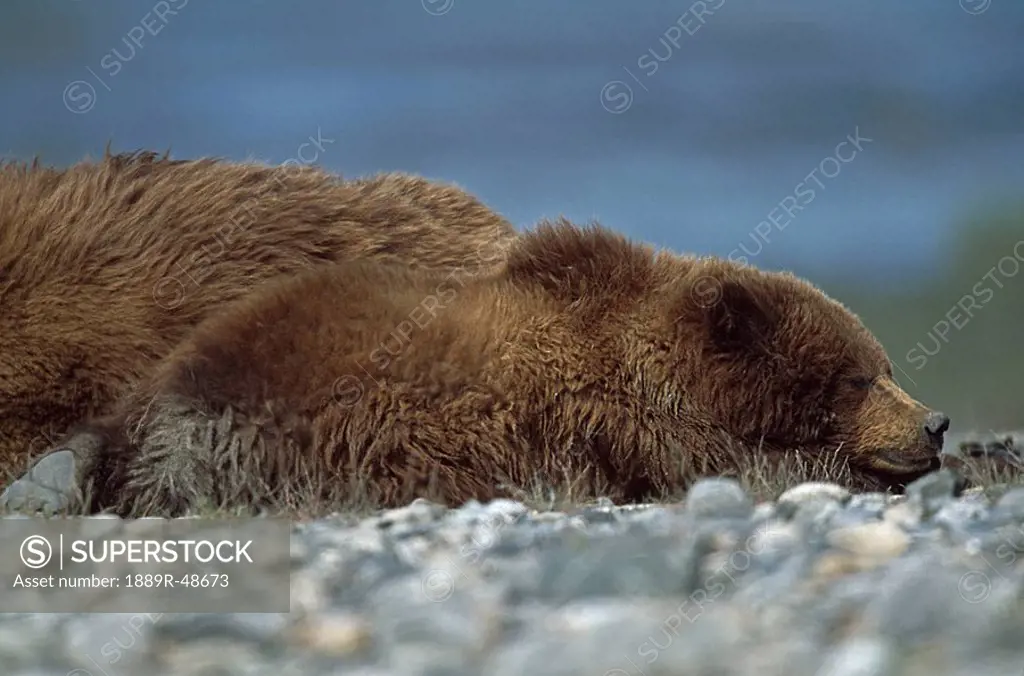 Alaskan brown bear Ursus arctos cub sleeping next to its mother, Alaska