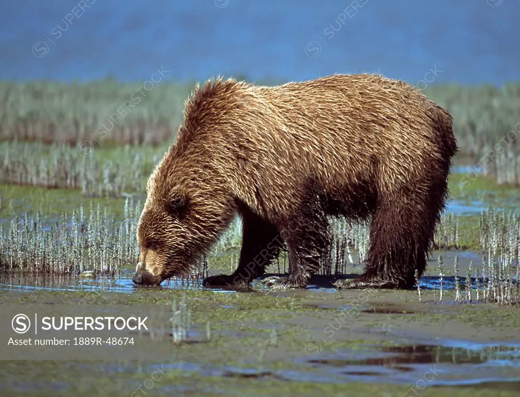 Alaskan brown bear Ursus arctos drinking, Alaska