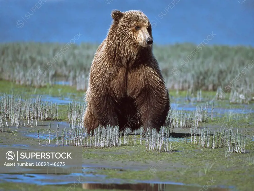 Alaskan brown bear Ursus arctos searching tide plain