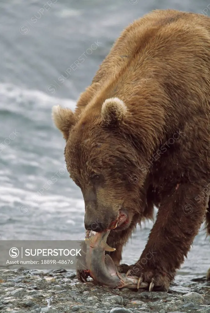Alaskan brown bear Ursus arctos eating salmon at edge of river