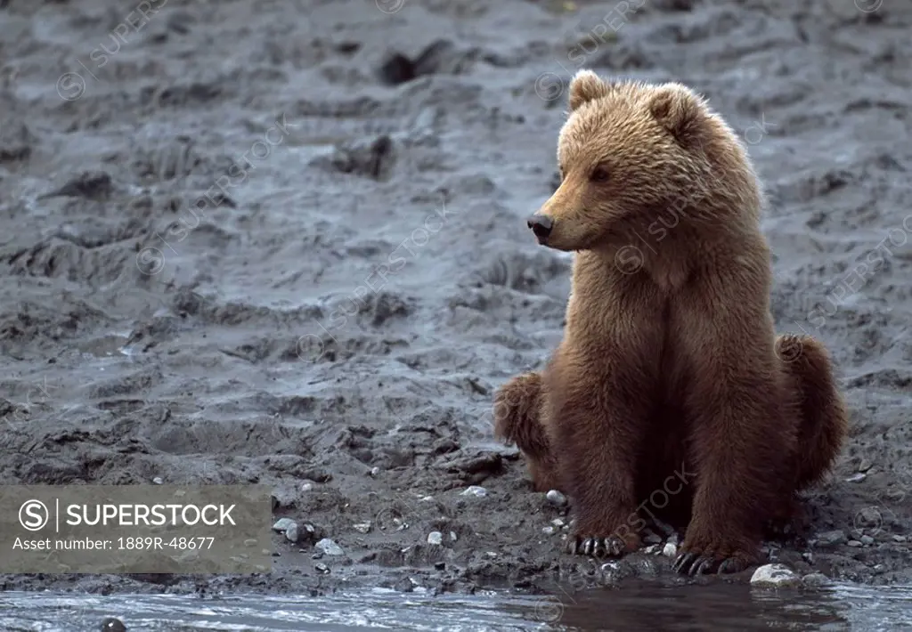 Young Alaskan brown bear Ursus arctos sitting on bank of river