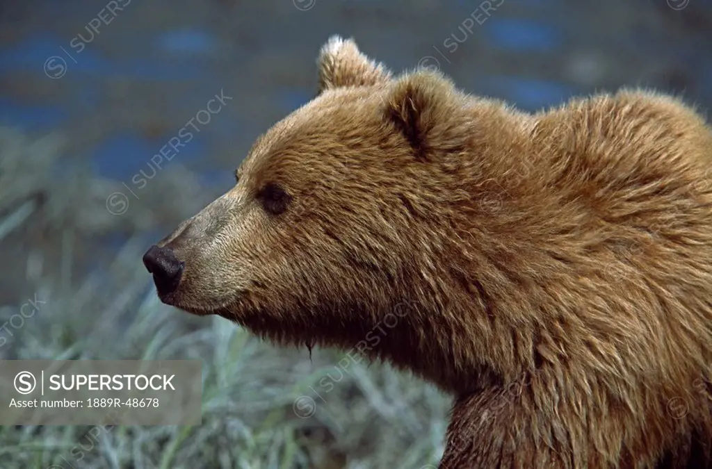 Alaskan brown bear Ursus arctos profile portrait