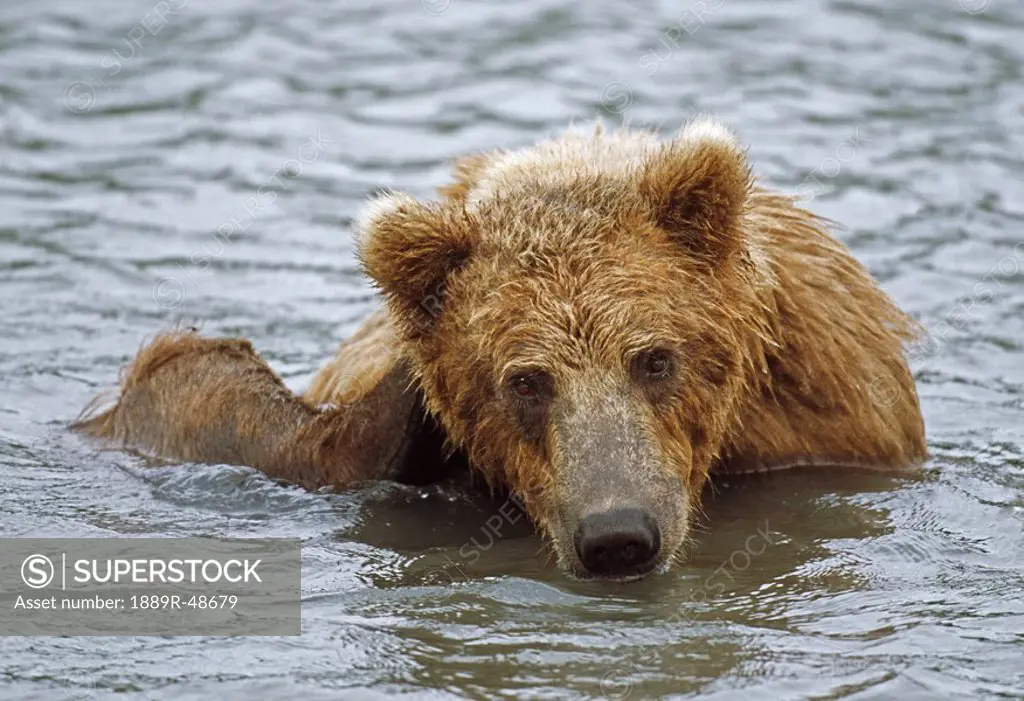 Brown bear, Ursus arctos in water