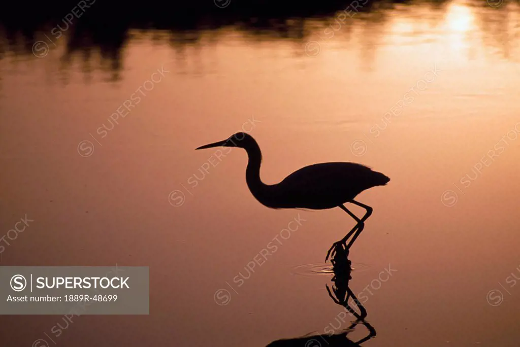 Silhouette of snowy egret in hunting posture at sunset