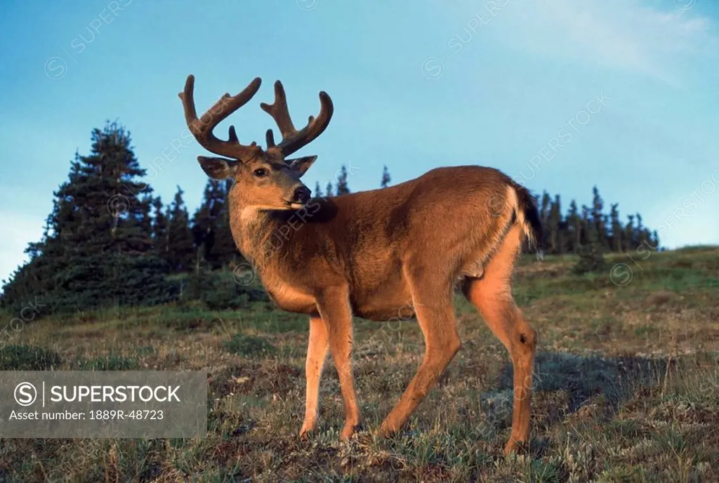 Olympic blacktail deer Odocoileus hemionus columbianus, Washington, USA