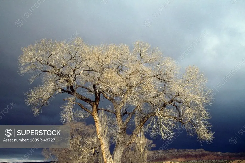 Fremont cottonwood Populus fremontii, San Ysidro, New Mexico, USA