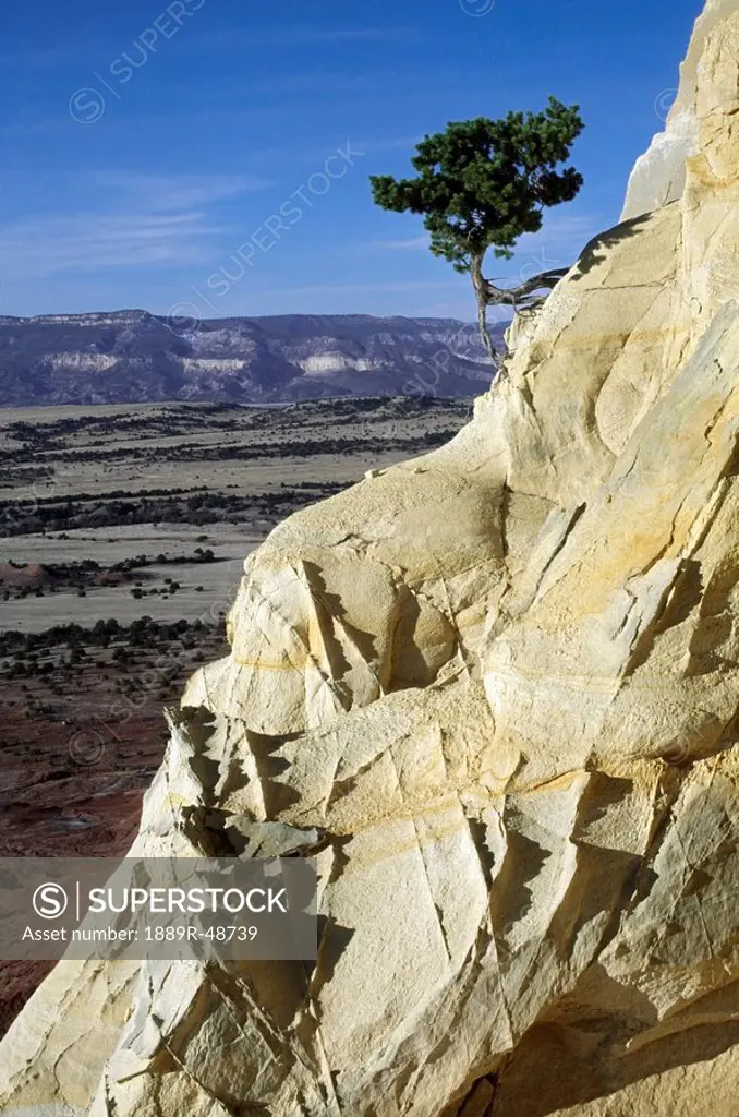 Small pinyon pine clings to sandstone formation, with roots becoming exposed as the sandstone erodes away