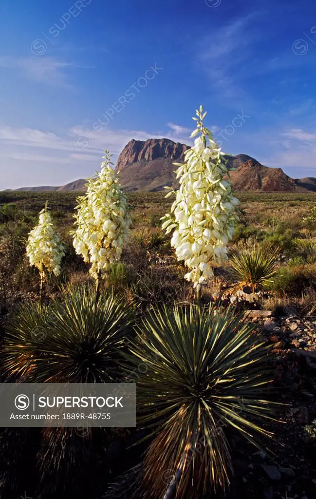 Blooming Torrey´s yucca Yucca torreyi Chisos Mountains, Chihuanhuan Desert