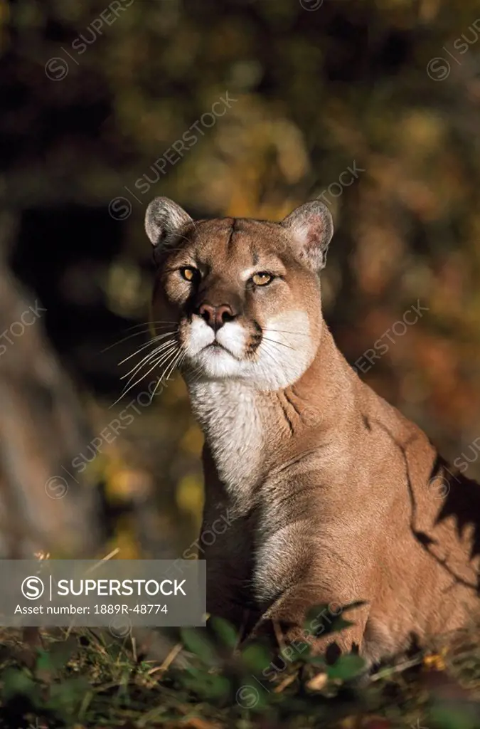 Portrait of mountain lion