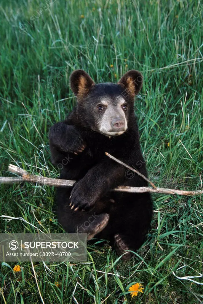 a bear cub