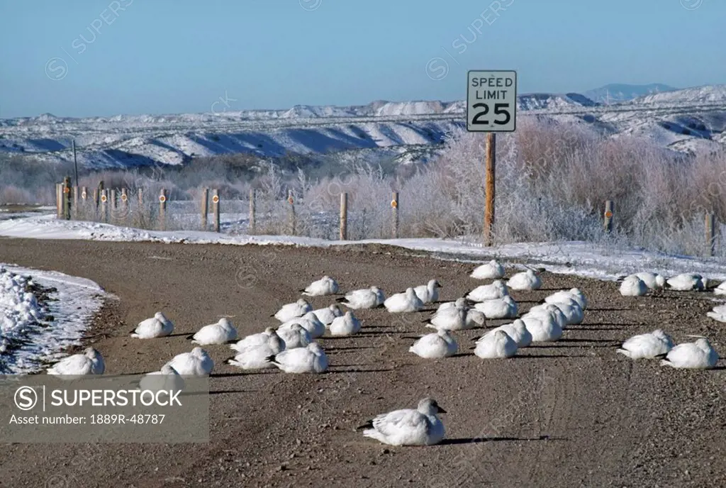 Flock of snow geese resting on road, Bosque del Apache National Wildlife Refuge, Los Lunas, New Mexico, USA