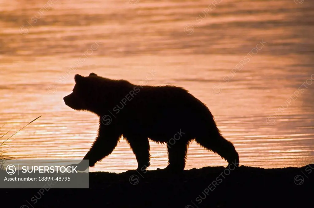 Young grizzly bear Ursus arctos walks along edge of lake at sunset