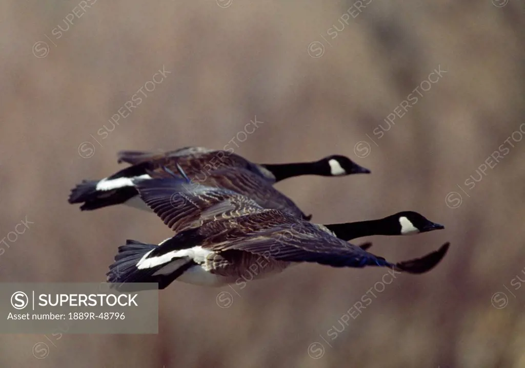 Pair of Canada geese Branta canadensis flying in synchrony