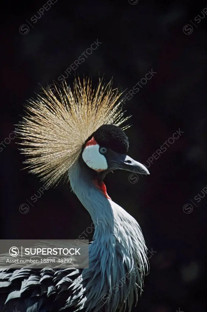 Grey_crowned crane in profile