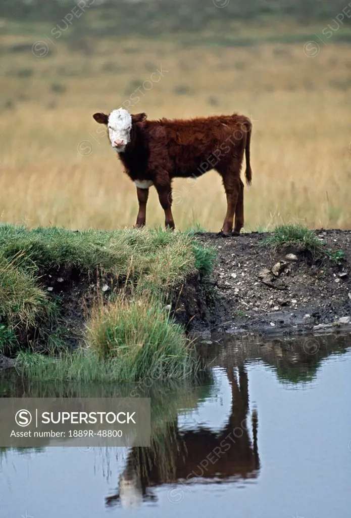 White faced hereford calf at edge of pond