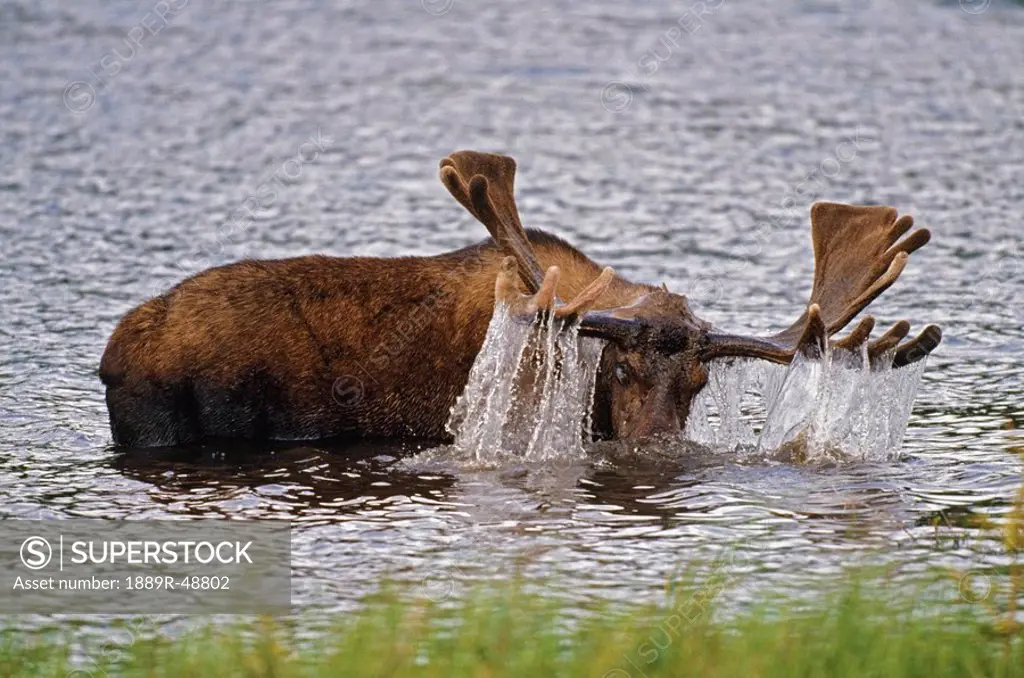 Bull moose raising its head from underwater feeding