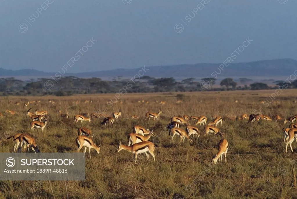 Herd of Thomson´s gazelle grazing, Serengeti National Park, Tanzania, Africa