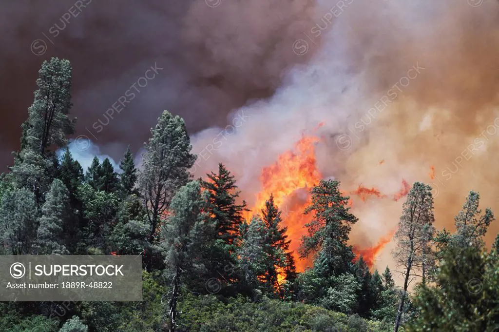Huge flames from wildfire, Shasta_Trinity National Forest, California, USA