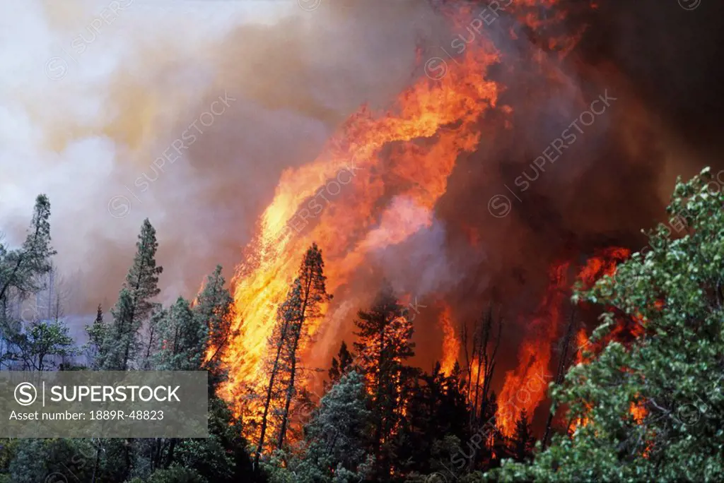 Huge flames from wildfire, Shasta_Trinity National Forest, California, USA