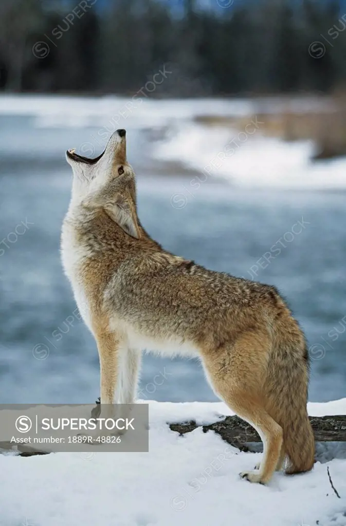 Coyote howling on snowy riverbank