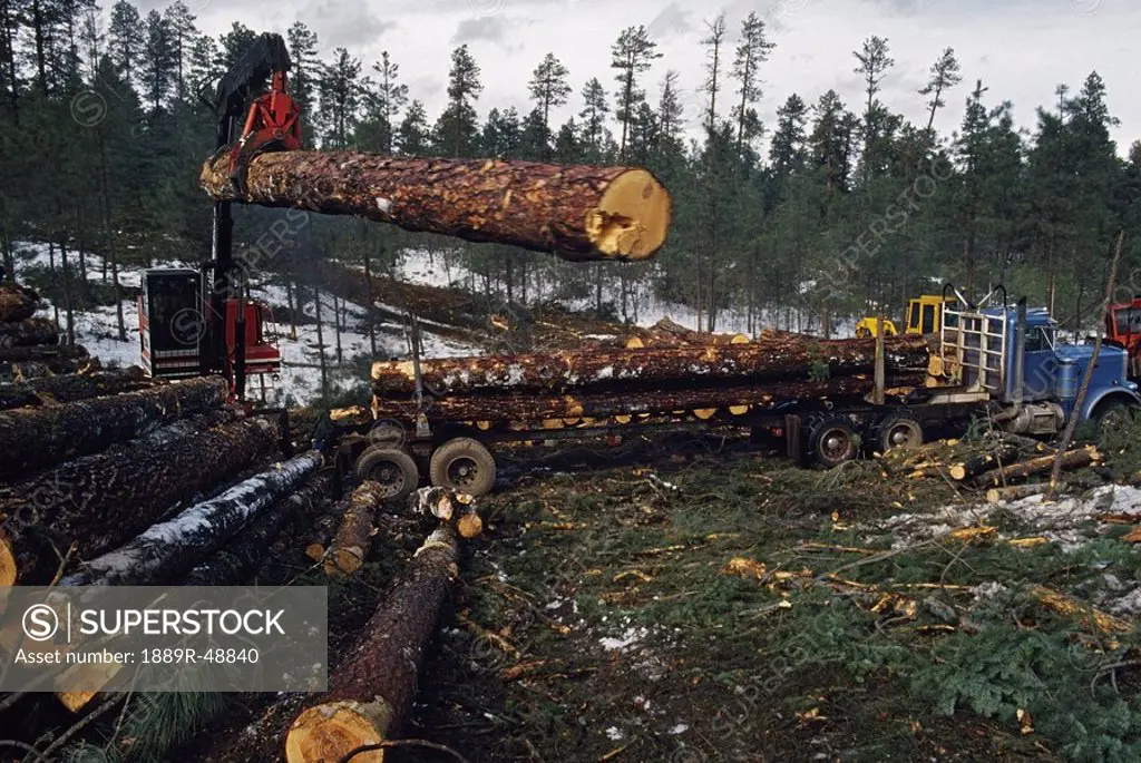 Loader lifting ponderosa pine log Pinus Ponderosa onto truck for transport to sawmill