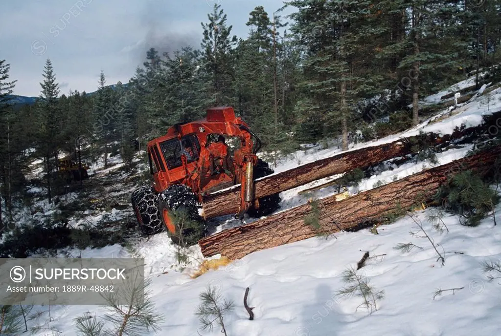 Log skidder lifts and stacks ponderosa pine log