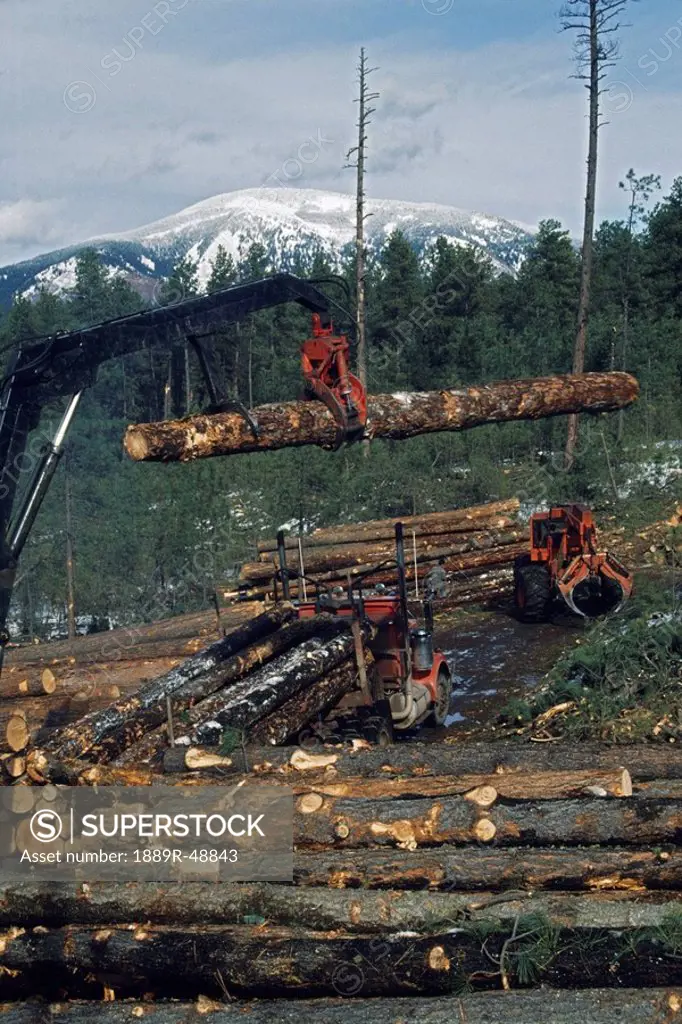 Loader lifting ponderosa pine log Pinus ponderosa onto logging truck