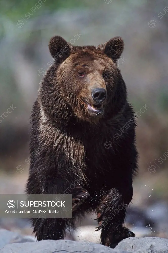 Grizzly bear Ursus arctos