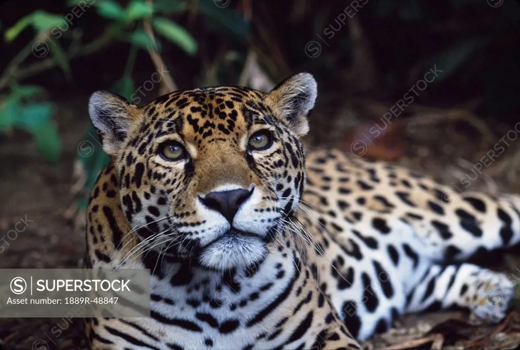 Jaguar Panthera onca