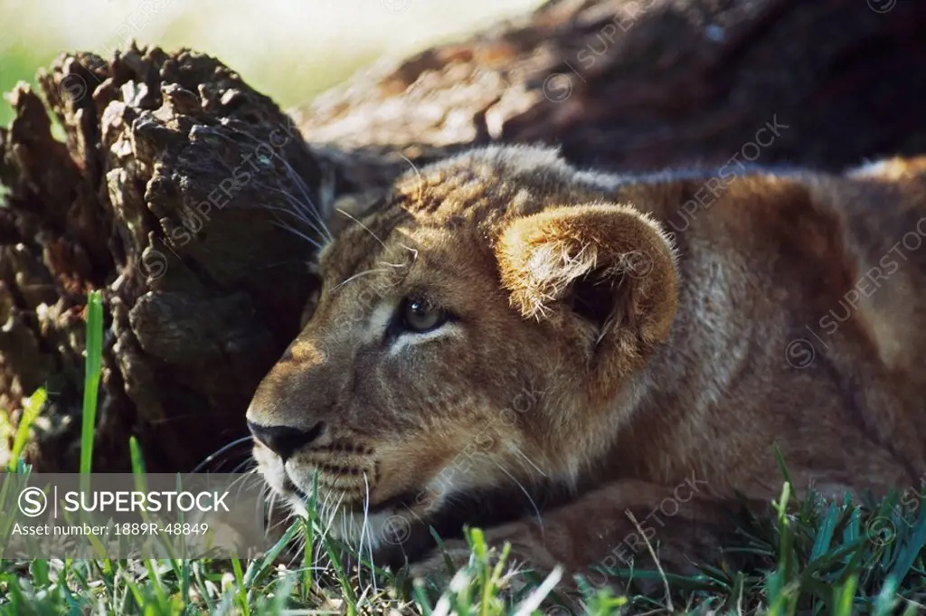 Lion cub crouching behind log, Africa