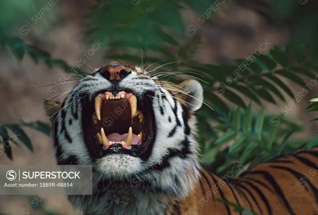 Siberian tiger Panthera tigris bares fangs