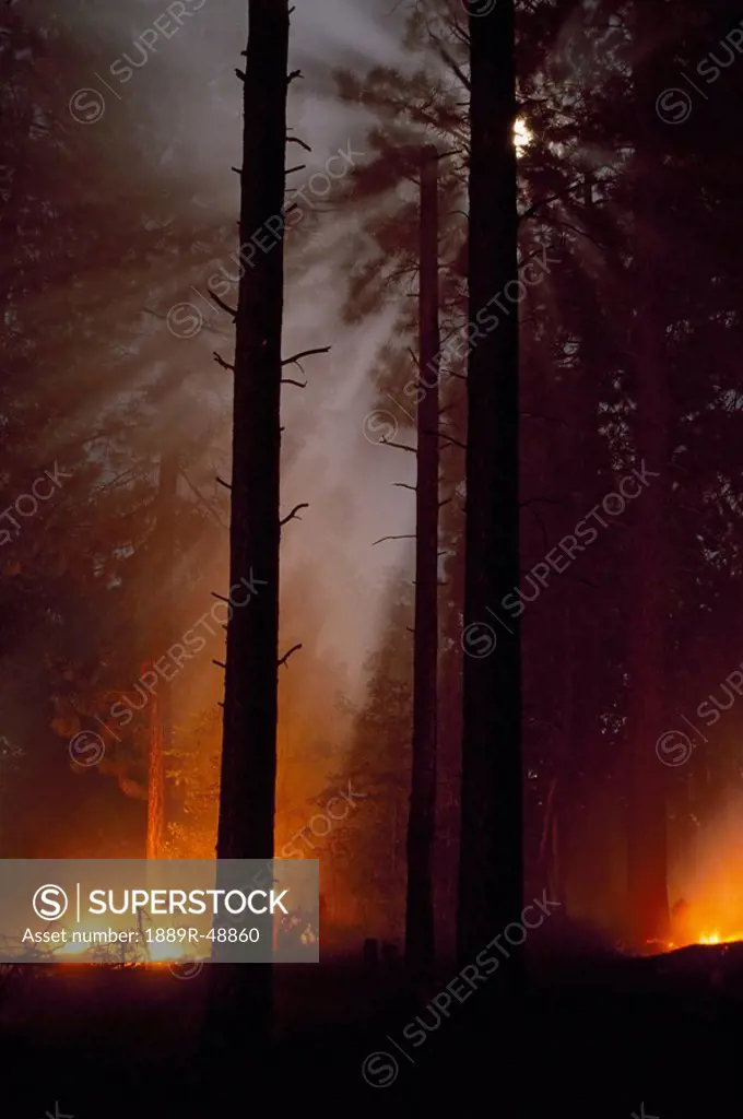 Moonbeams formed in smoke from prescribed fire in ponderosa pine forest